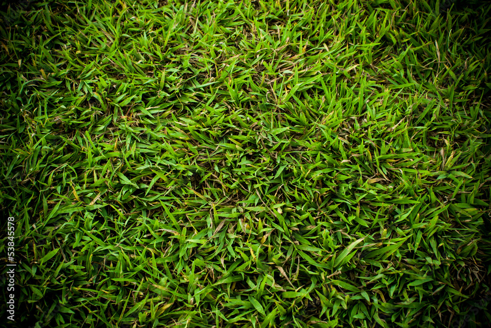 Grass Background With Vignette Grass Background With Vignette