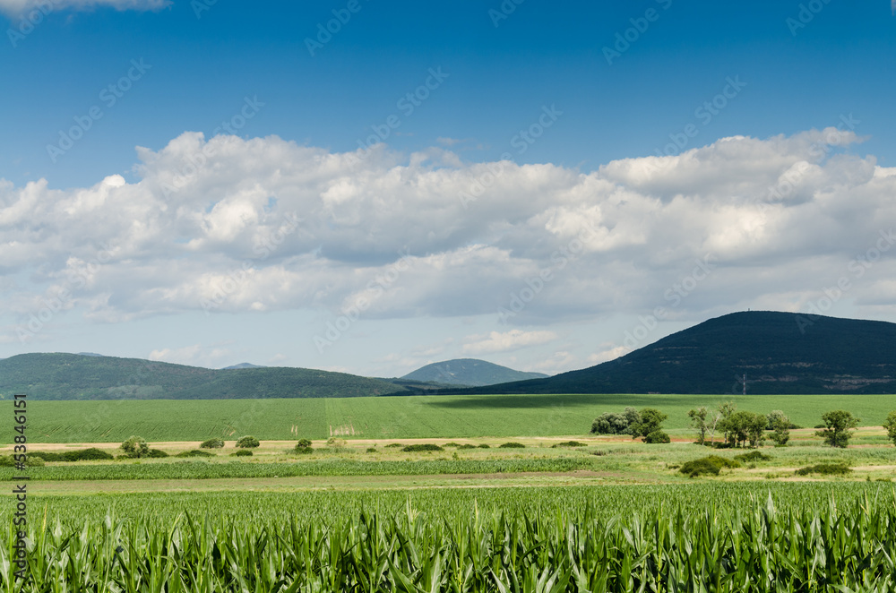 Fototapeta premium corn field background