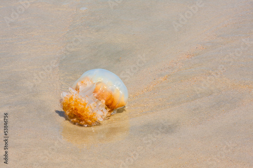 Jellyfish On The Beach
