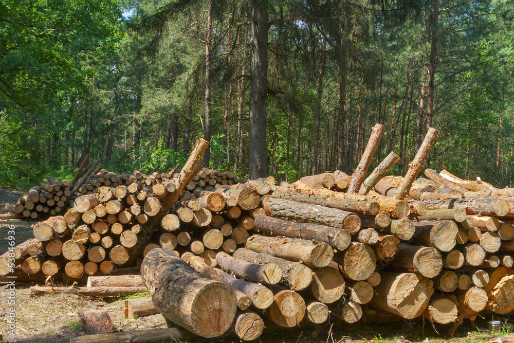 Logs in the forest