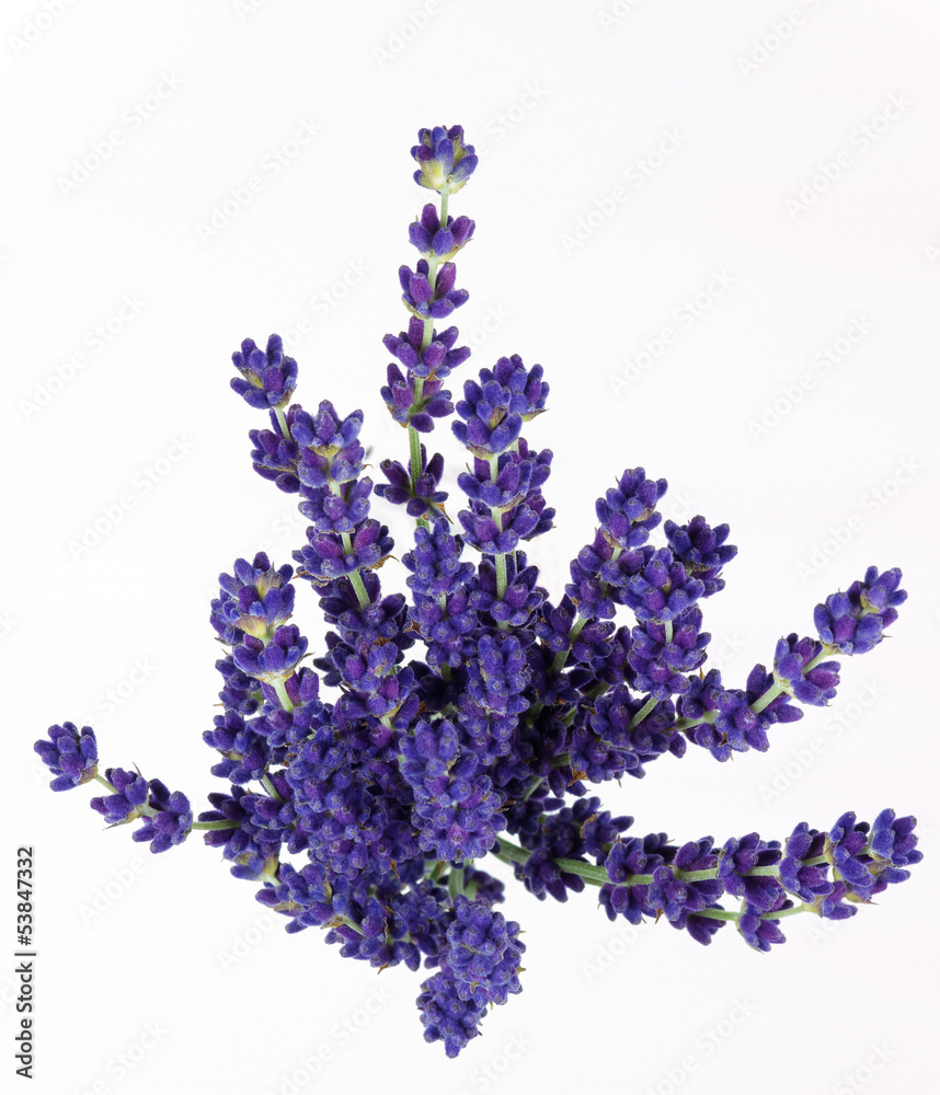 Naklejka premium lavande