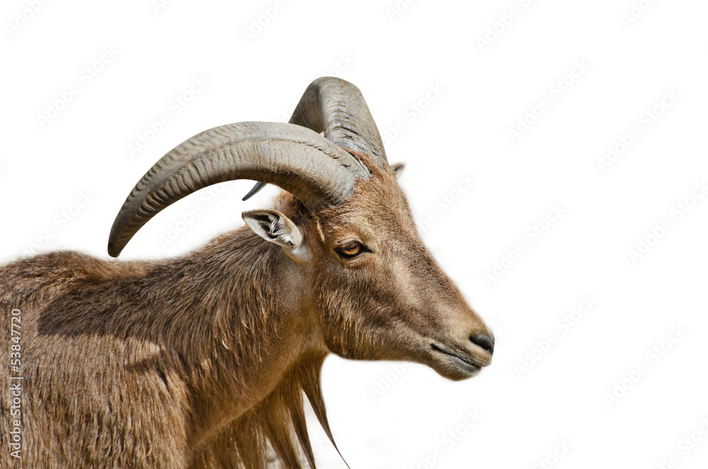 Markhor goat