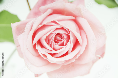 Beautiful pure rose shot