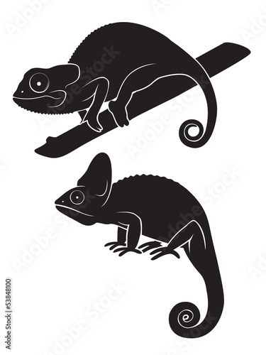 chameleon