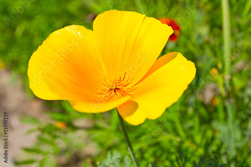 Yellow flower on green field