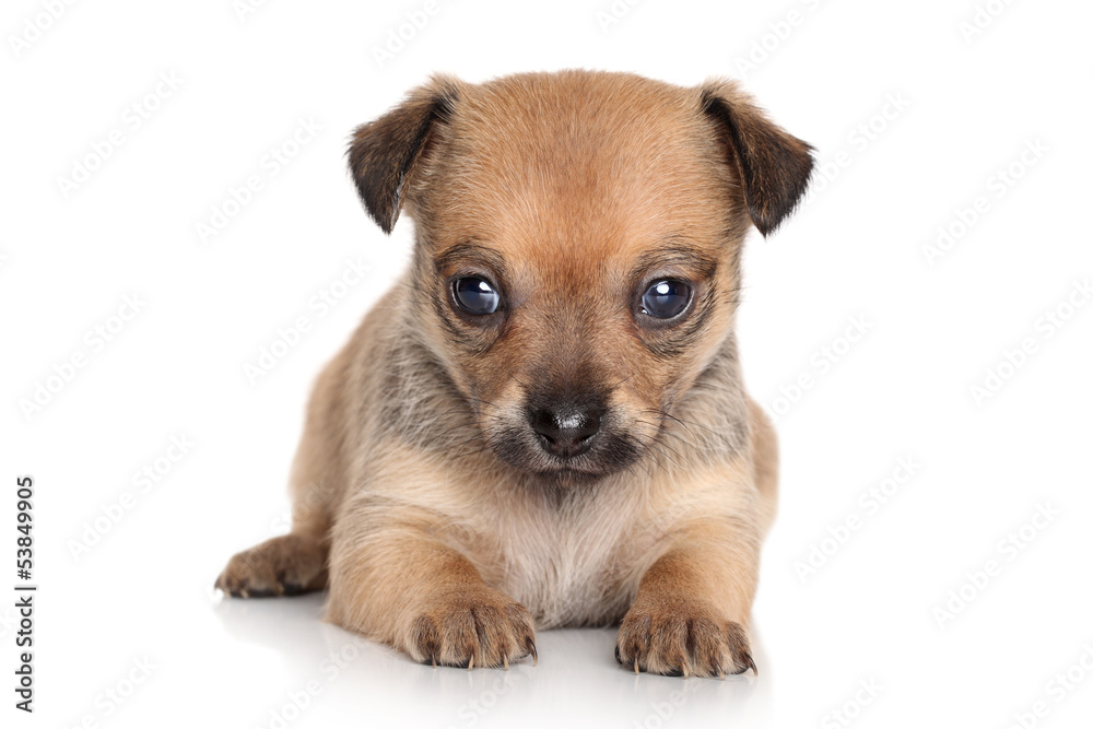 Chihuahua puppy Chihuahua puppy