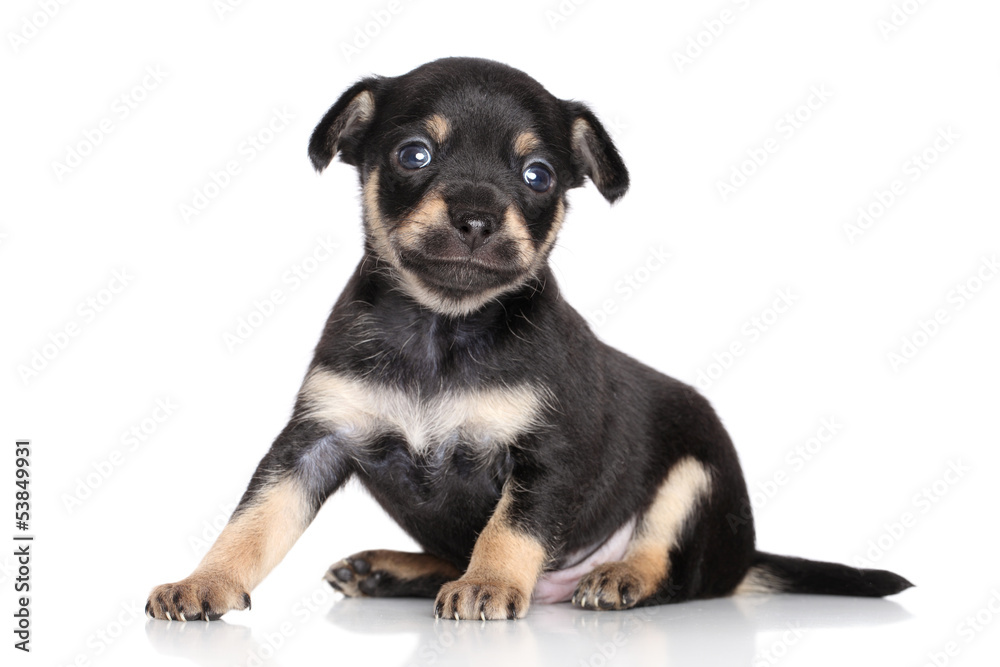 Obraz premium Chihuahua puppy posing