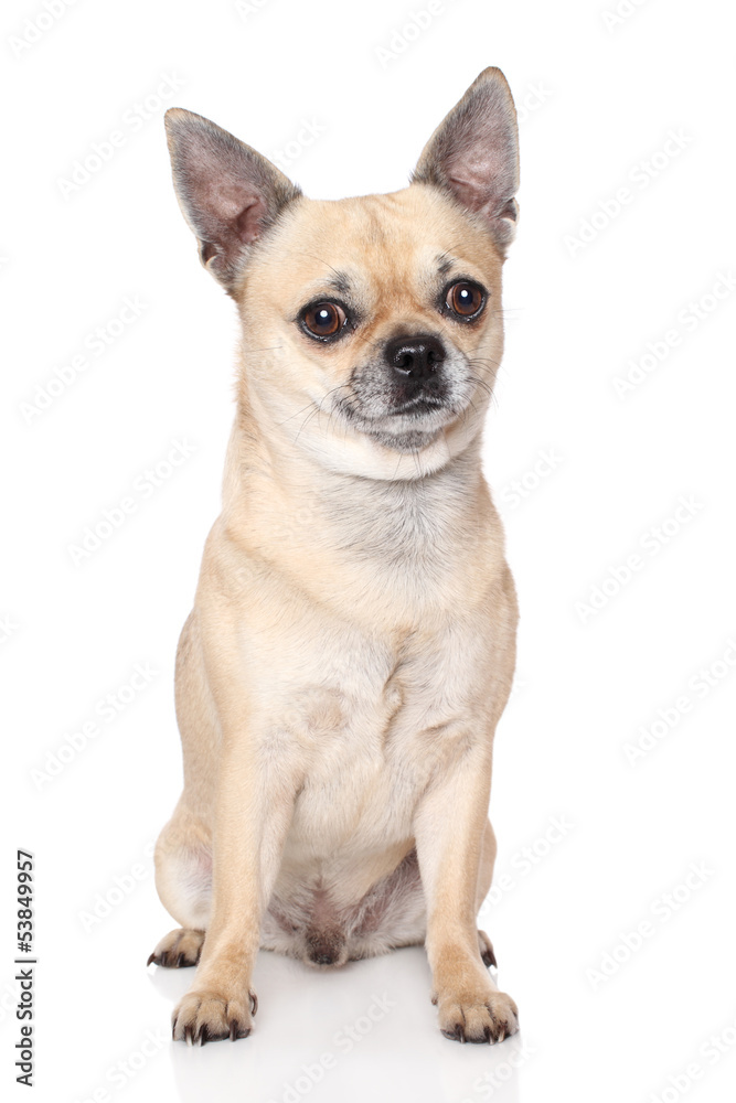 Chihuahua dog