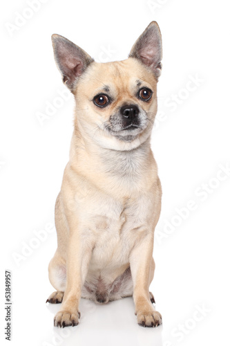 Chihuahua dog © jagodka