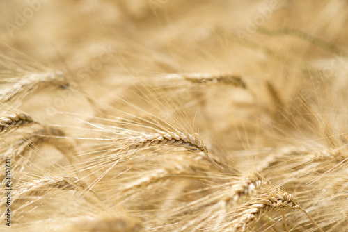 Spike of Wheat