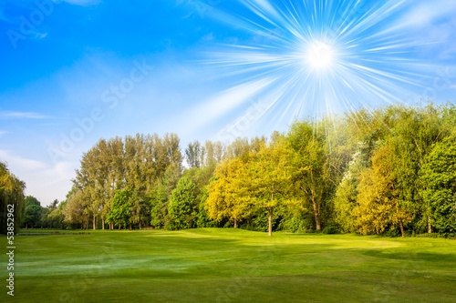 green field and trees. Summer landscape with green gras