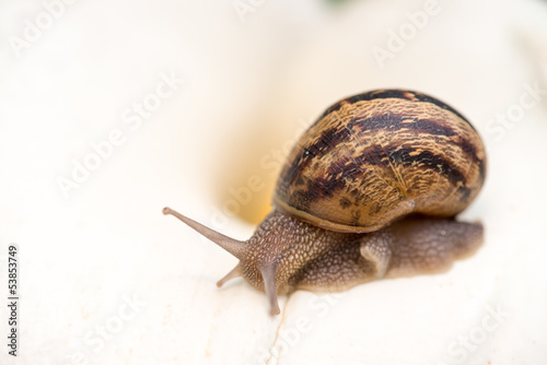 Snail on a White Calla, close-up