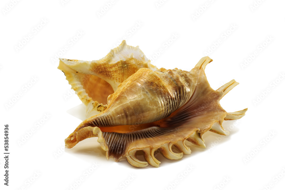 Two sea shells isolated over white Two sea shells isolated over white