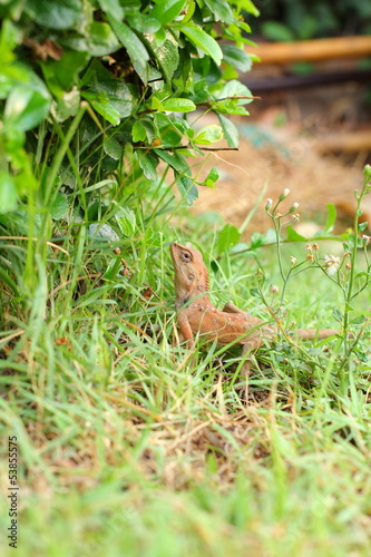 Brown thai lizard on green grass.