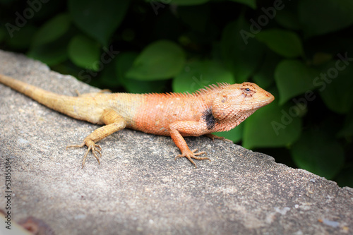 Brown thai lizard on green grass.