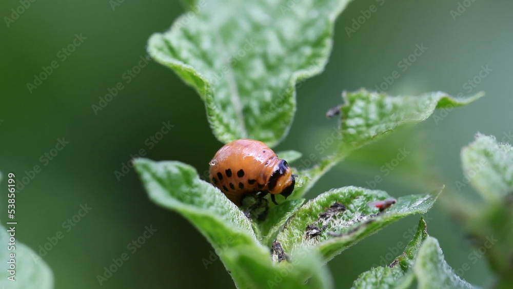 beetle beetle