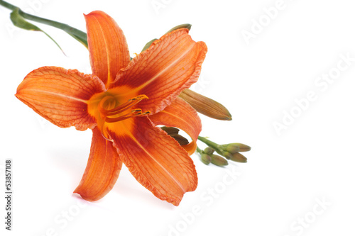 Fototapeta Naklejka Na Ścianę i Meble -  Orange lily flower isolated on white background. close-up