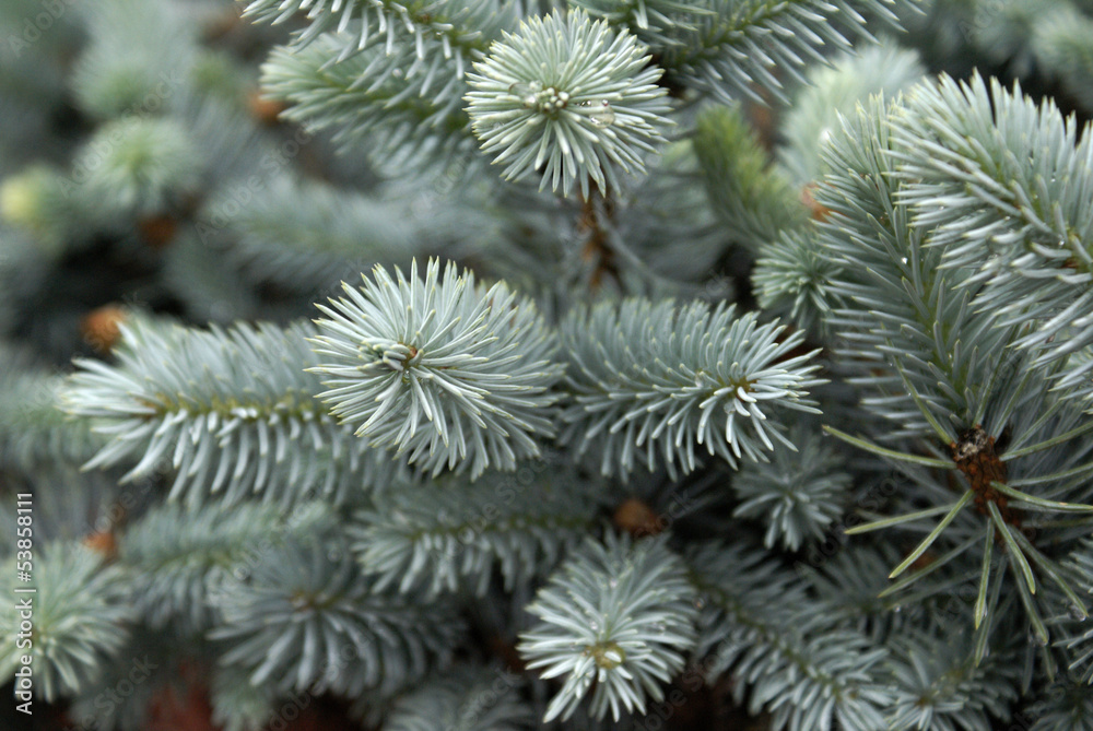 Blue Spruce Blue Spruce