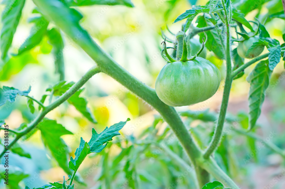 Fototapeta premium green tomato