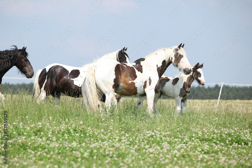Batch of mares with foals on pasturage Batch of mares with foals on pasturage