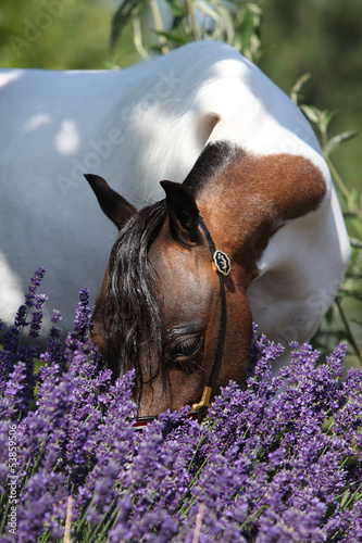 Fototapeta Naklejka Na Ścianę i Meble -  Mottle miniature horse in purple flowers