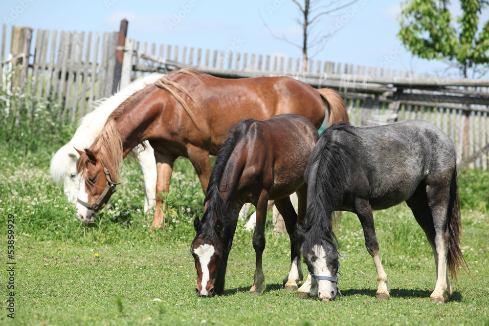Fototapeta premium Welsh ponnies on pasturage