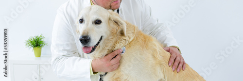 hund beim tierarzt photo