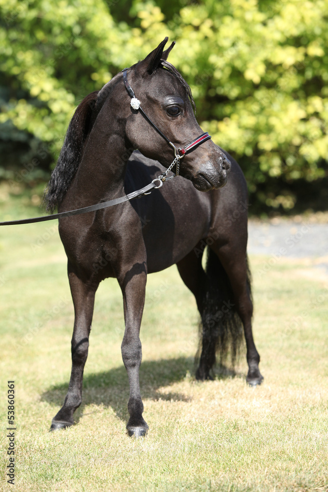 Black miniature horse in the garden Black miniature horse in the garden