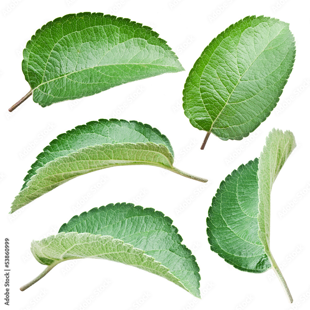 Apple leaves. Apple leaves.