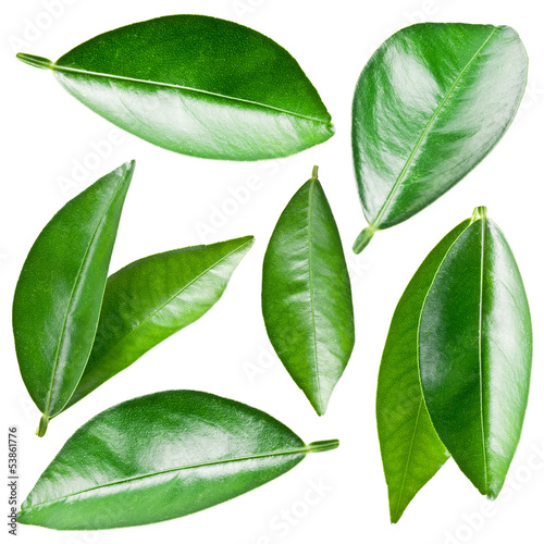 Citrus leaves. photo