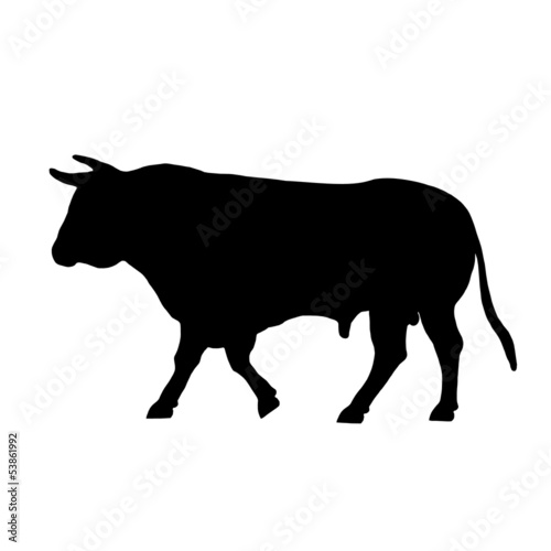 walking a black bull