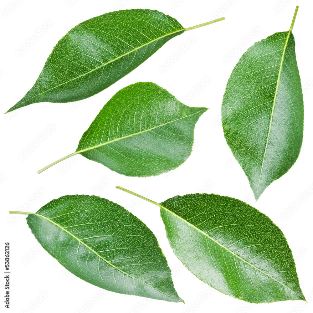 Fototapeta premium Pears leaves.