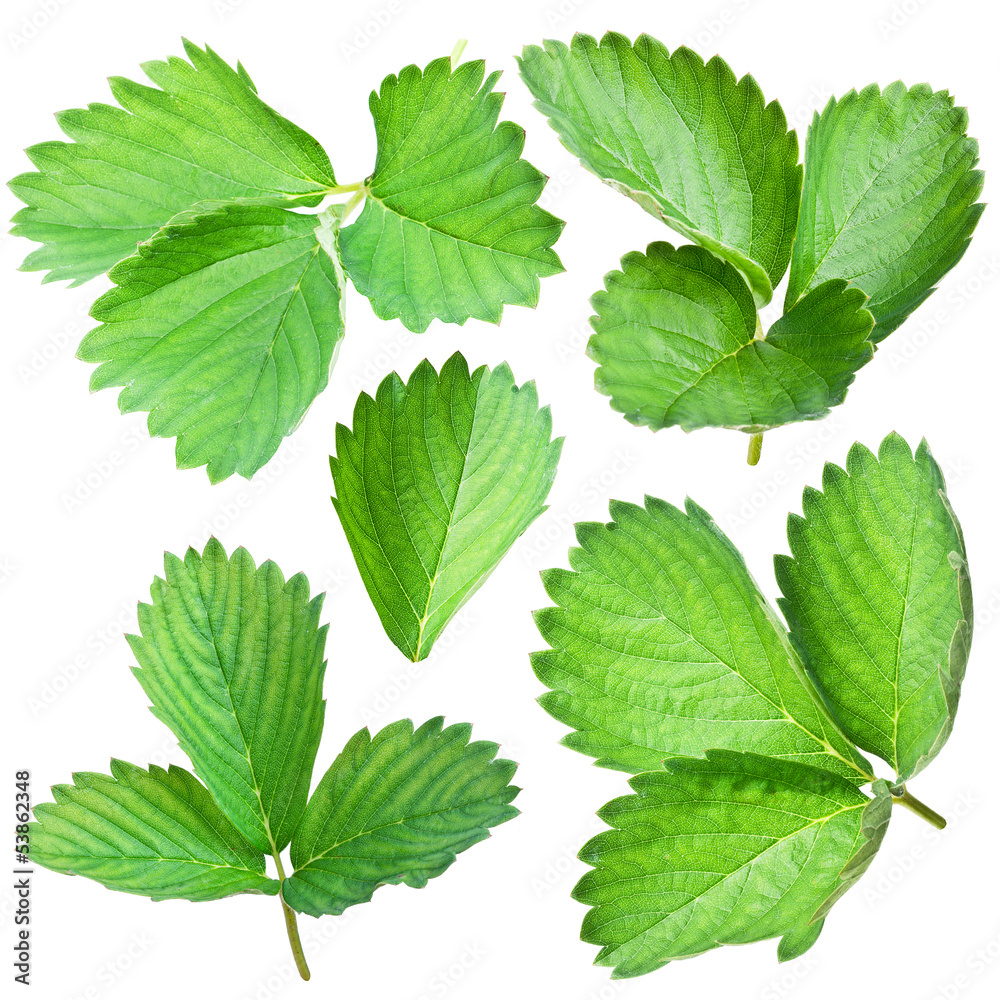 Strawberries leaves. Strawberries leaves.
