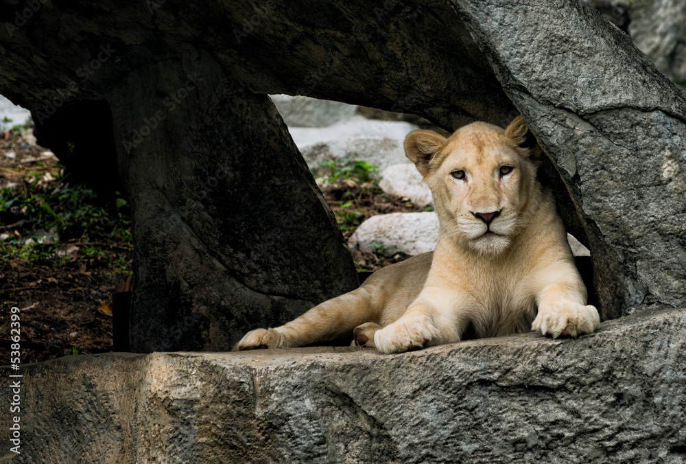 Naklejka premium lioness resting