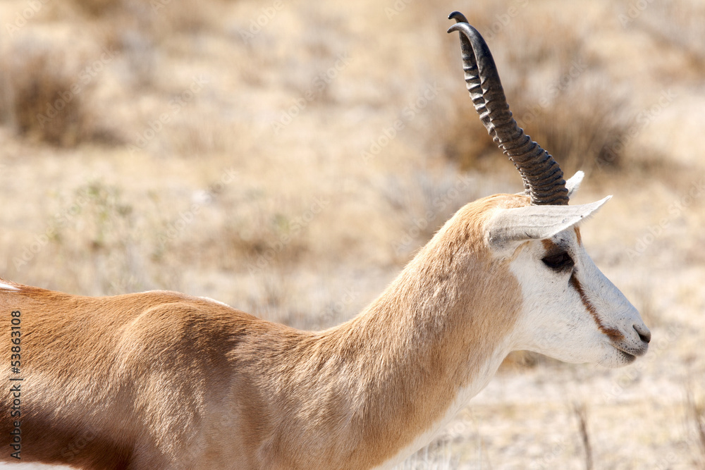 springbok springbok