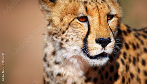 Tableau sur toile Cheetah portrait