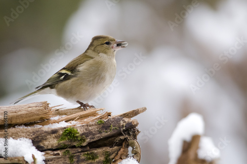 Buchfink an der Winterfütterung