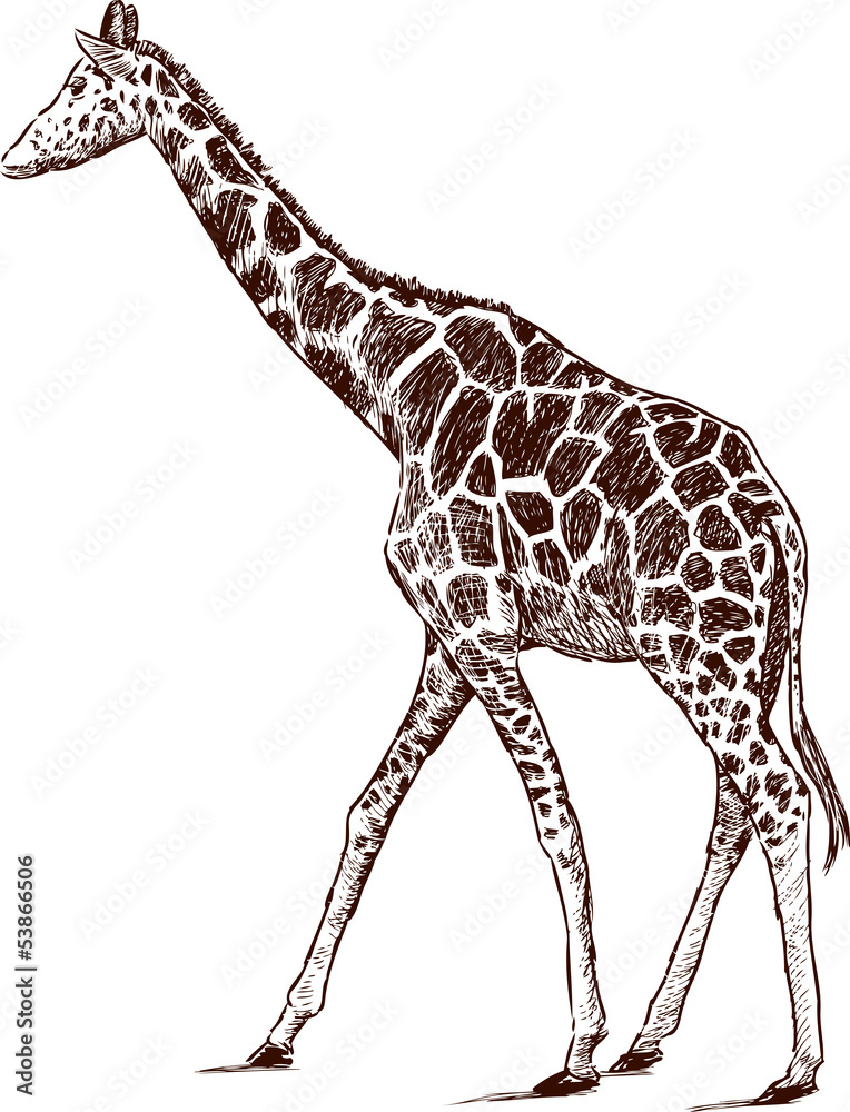 Naklejka premium Young giraffe