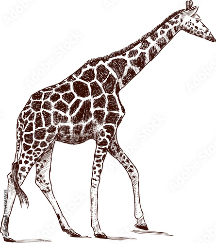 walking giraffe