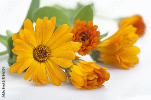 Marigold flowers  isolated on white.