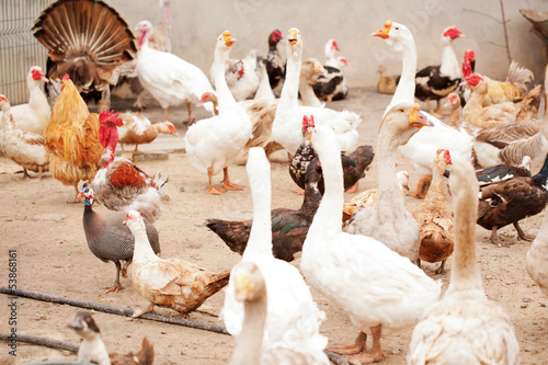Poultry yard, geese, chickens, ducks, turkeys