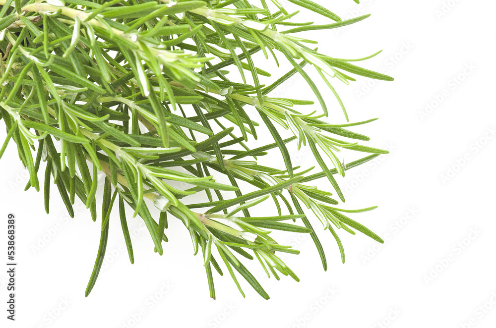 Fototapeta premium Fresh leaves of rosemary close up on white