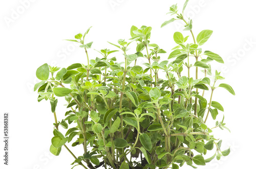 Fresh leaves of marjoram close up on white