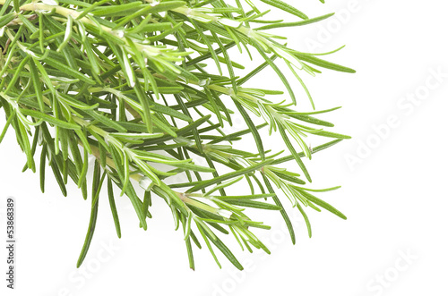 Fresh leaves of rosemary close up on white