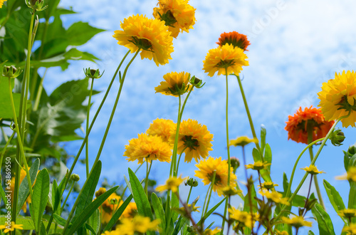sommerblumen