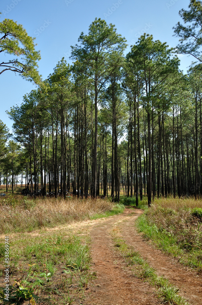 Pine forest in summer at Thung Salaeng Luang National Park. Pine forest in summer at Thung Salaeng Luang National Park.