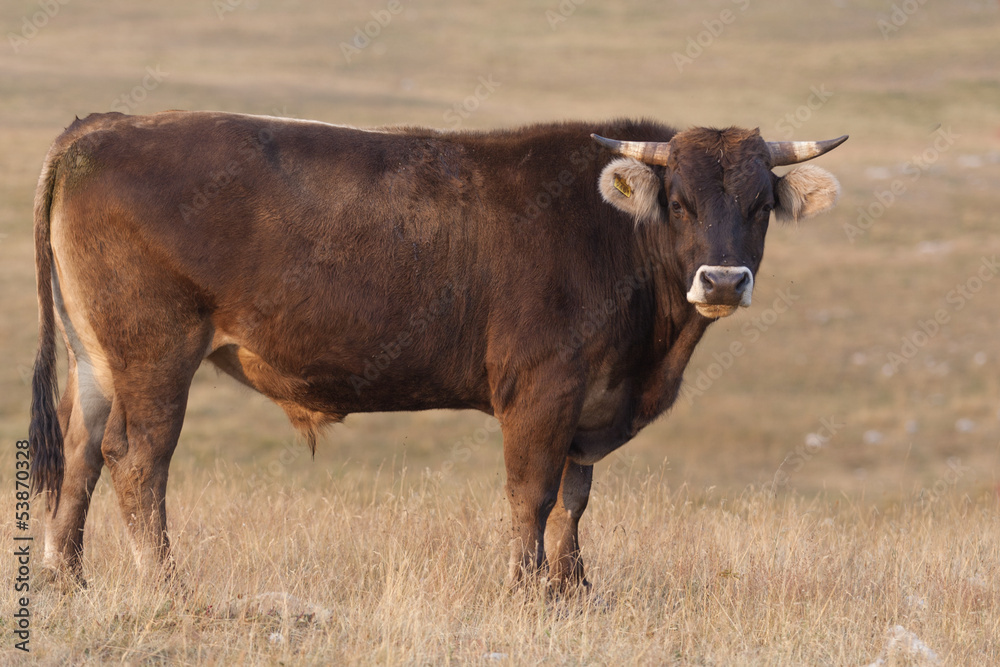 Bull on a meadow Bull on a meadow