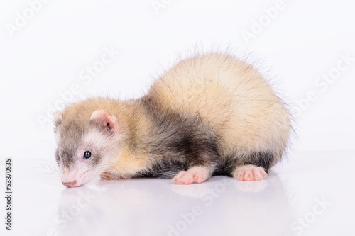 young animal ferret