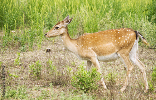 Fawn in the meadow