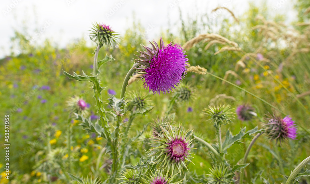 Flowers of a thistle in a field in summer